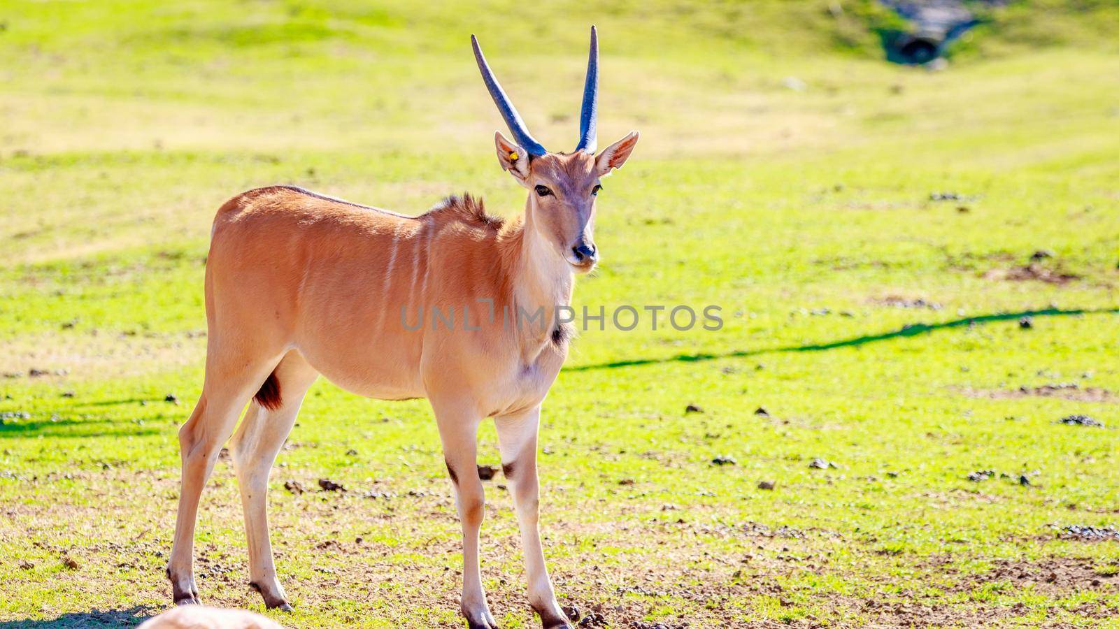 A female common eland antelope walking across the grassland.