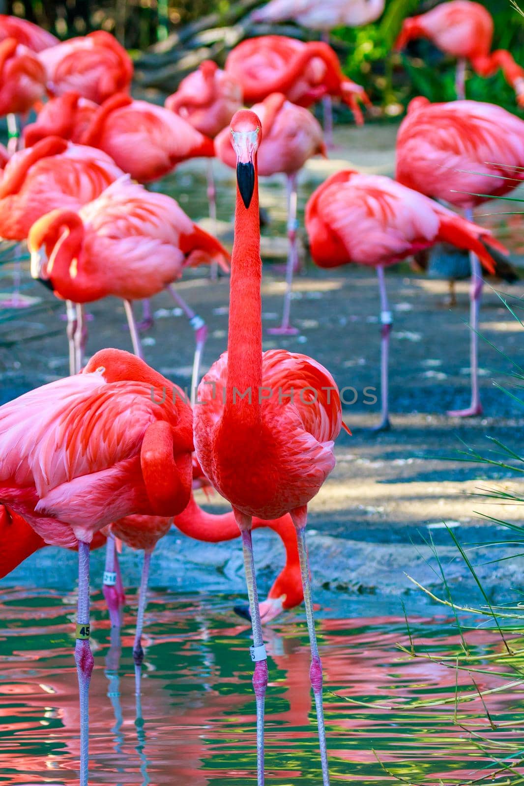 A group of red falmingos wading in water.