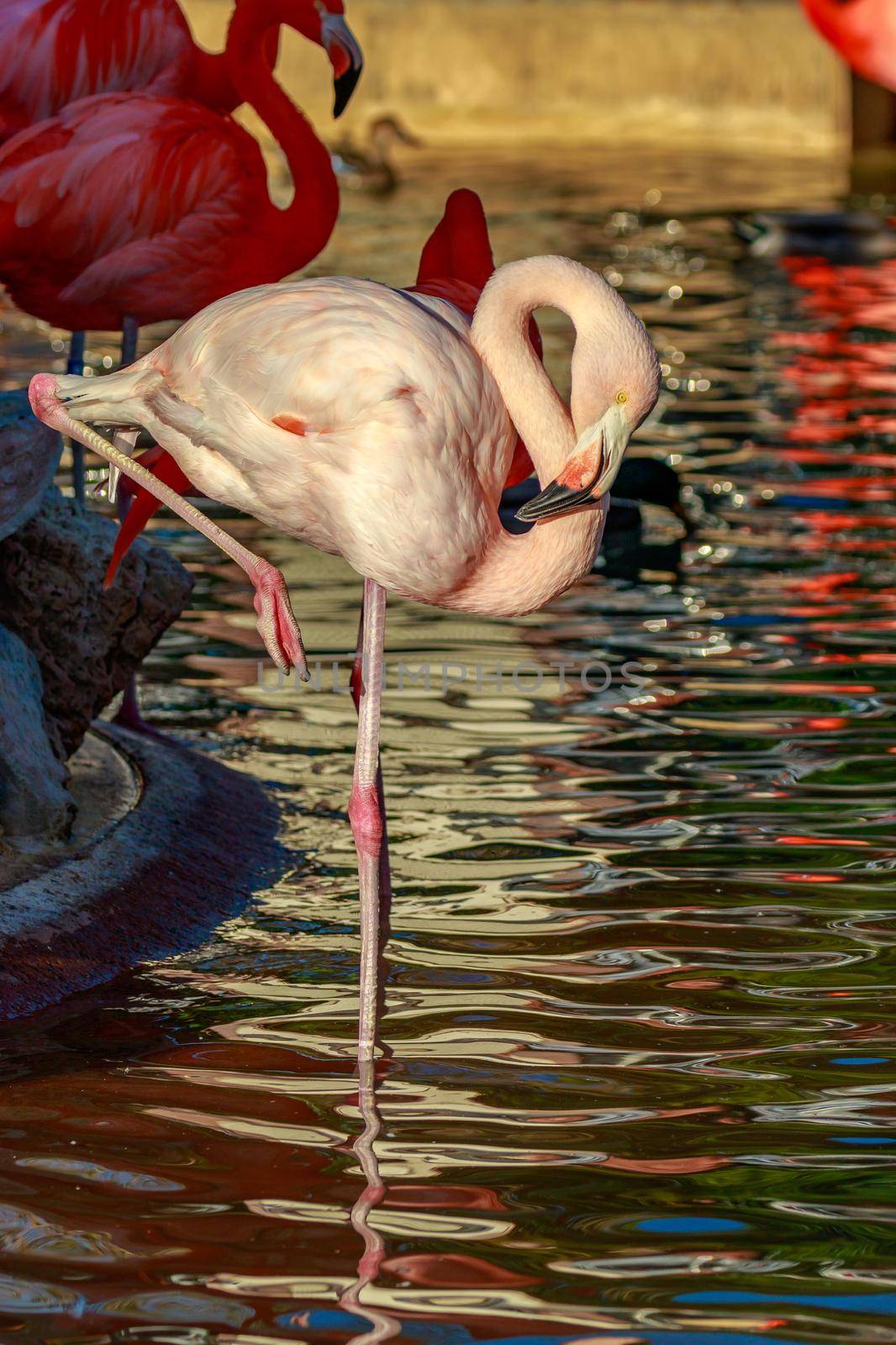 A pink flamingo wading in the water.