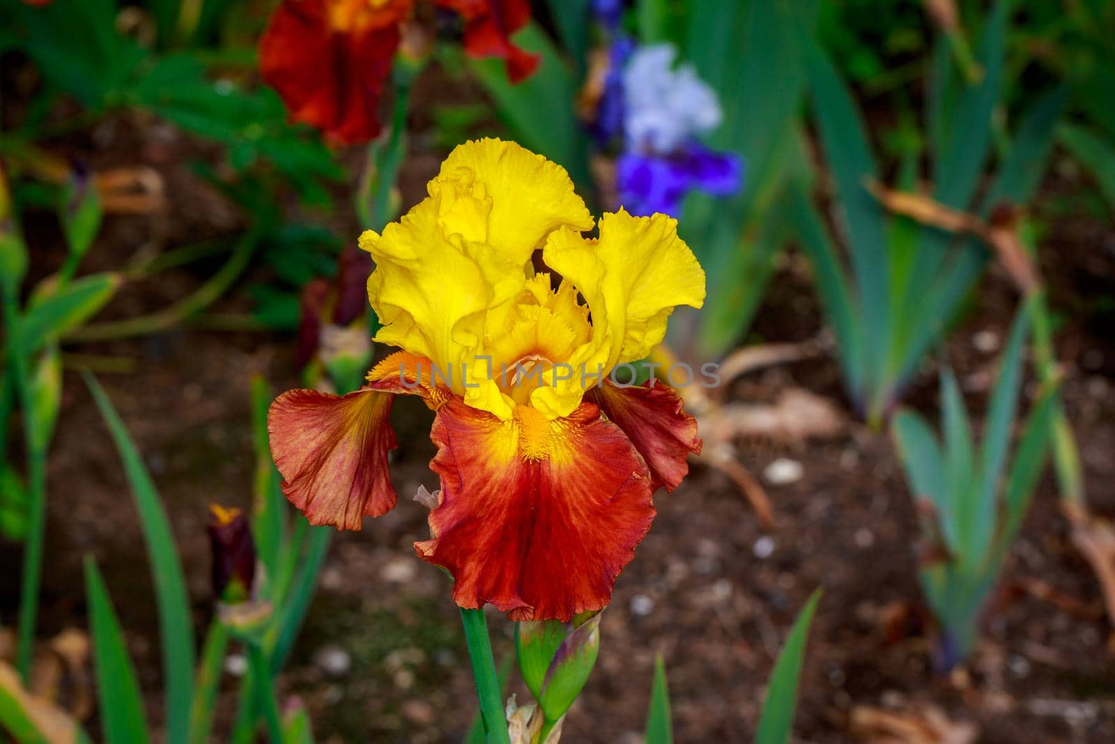 Bearded Iris Flower by gepeng