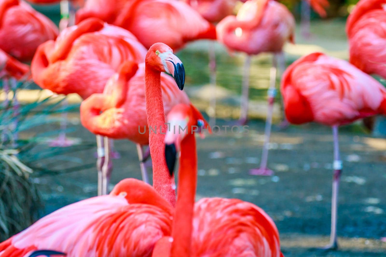 Flamboyance of Flamingos by gepeng