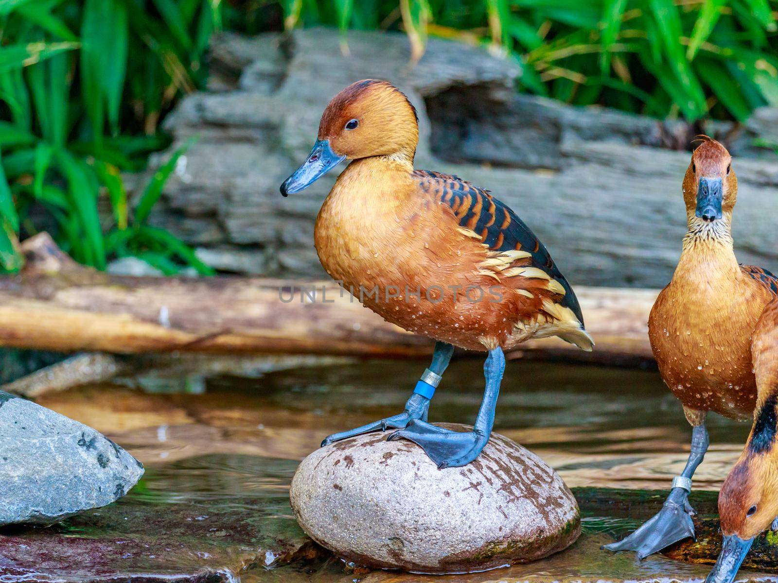 Close-up of a group of Fulvous Whistling Ducks.