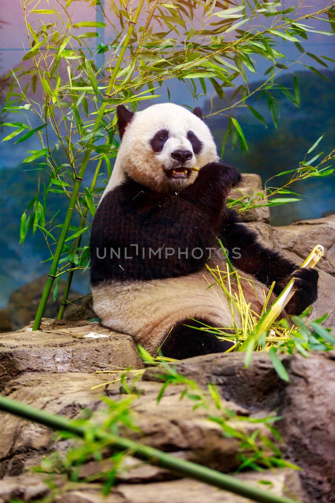 Giant Panda by gepeng