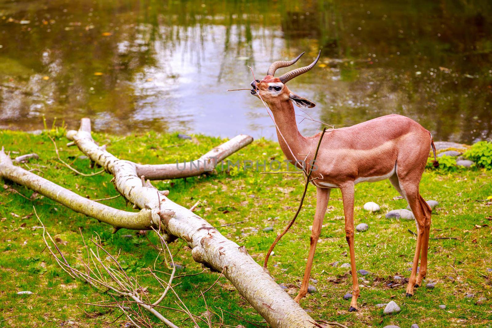 Speke's gazelle (Gazella spekei), the smallest of the gazelle species from the Horn of Africa, feeds on a small tree branch.