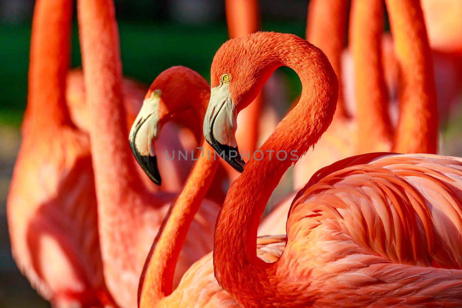 Close-up of a group of red flamingos.