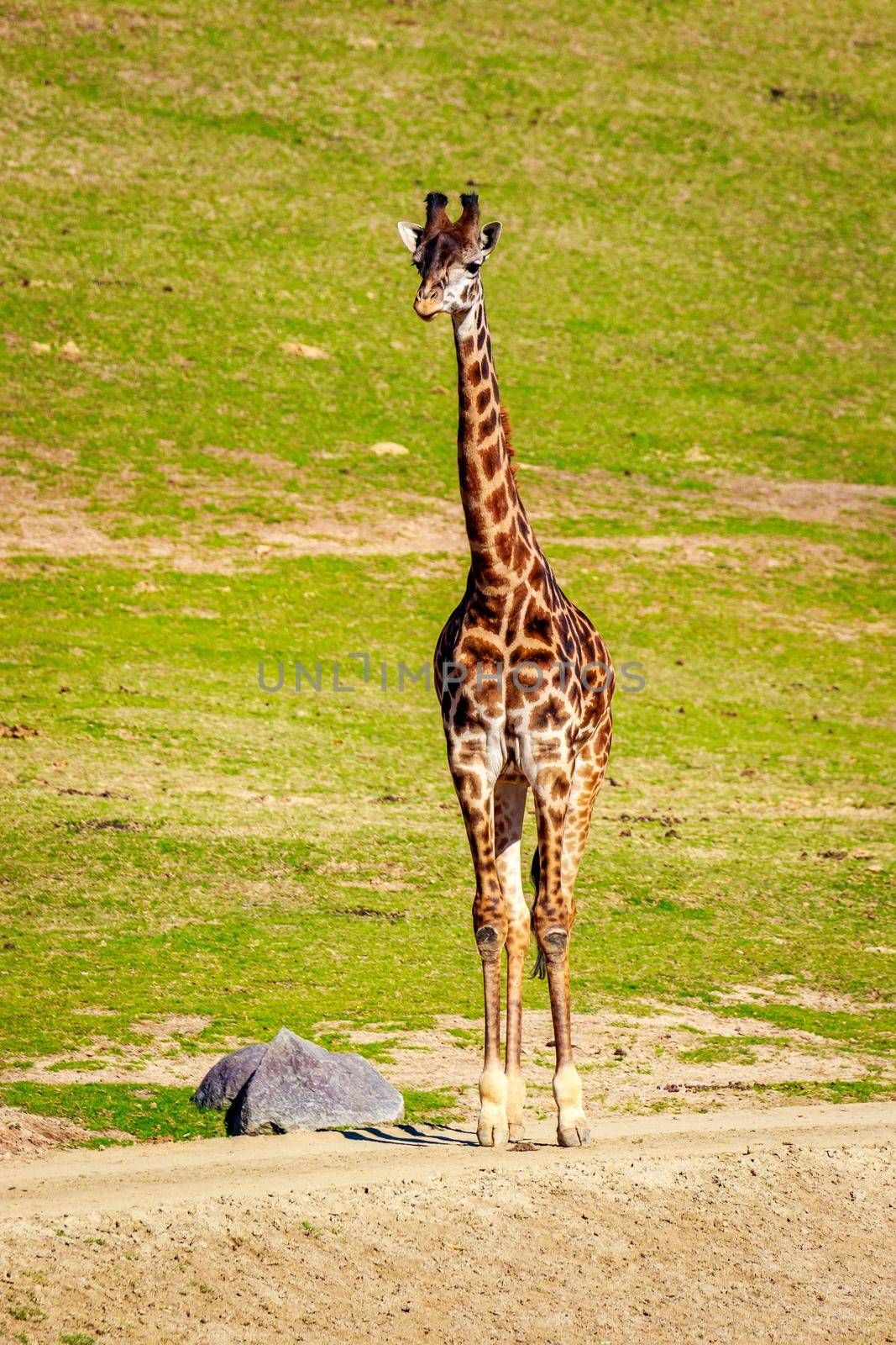 A Giraffe walking through the grasslands, under the harsh sunshine.