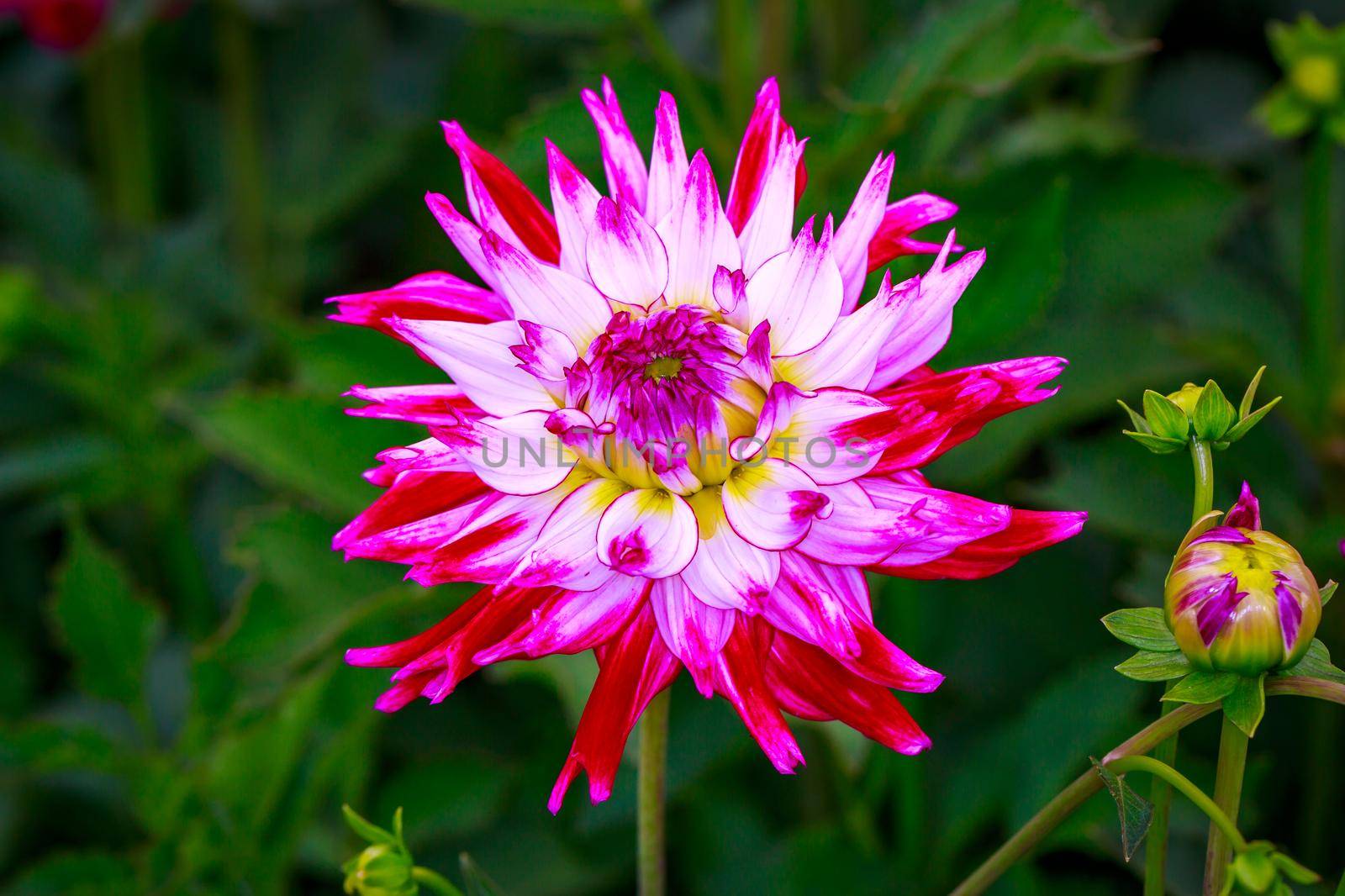 Closeup of dahlia flower in full bloom in the garden.