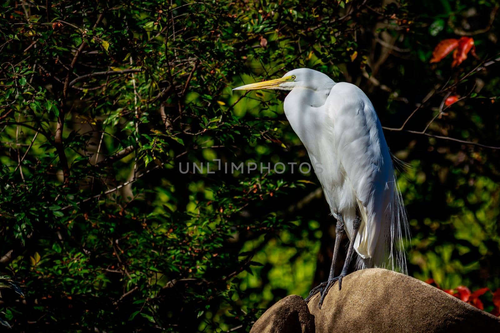 Great Egret perch on Rock by gepeng