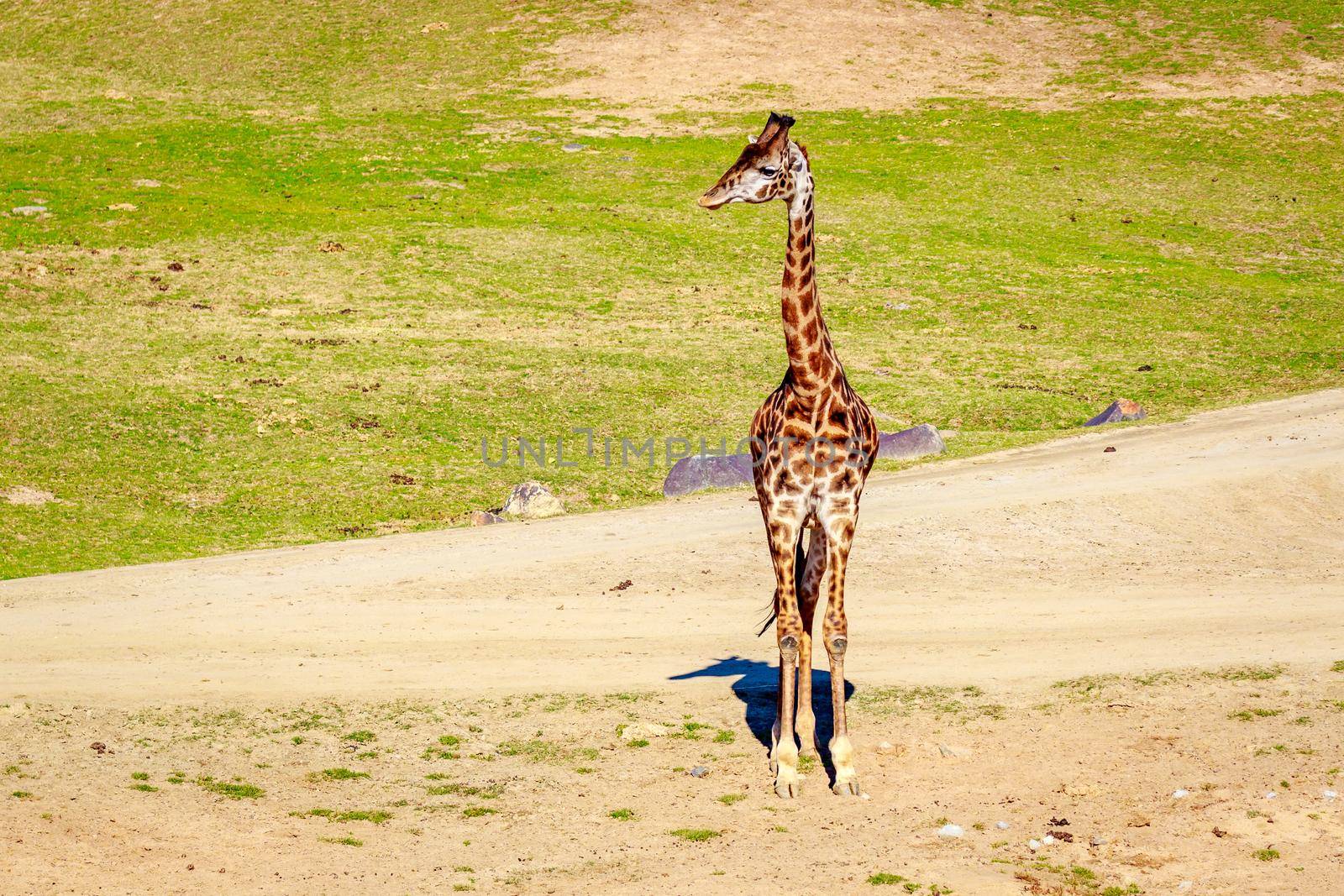 A Giraffe walking through the grasslands, under the harsh sunshine.