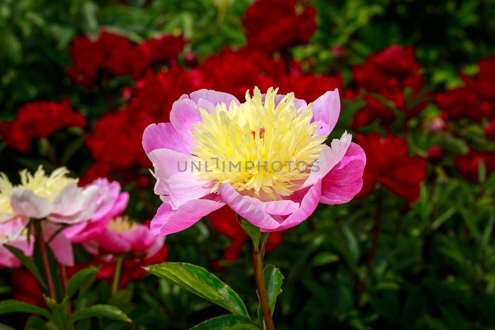 Beautiful Peony in Full Blossom by gepeng
