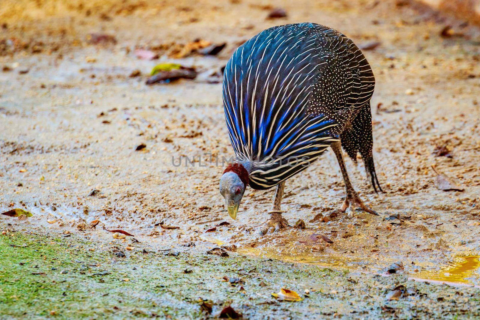 An adult Guineafowl looking for Food on the ground.