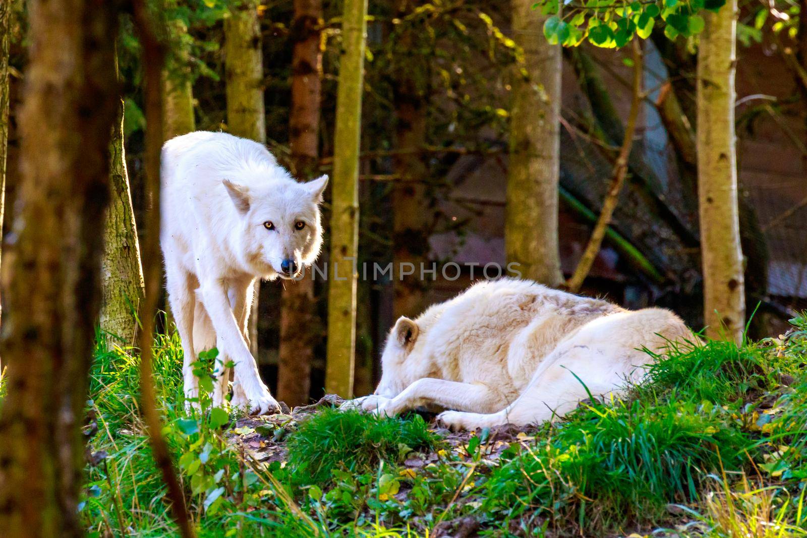 Two gray wolves hanging out in the woods.