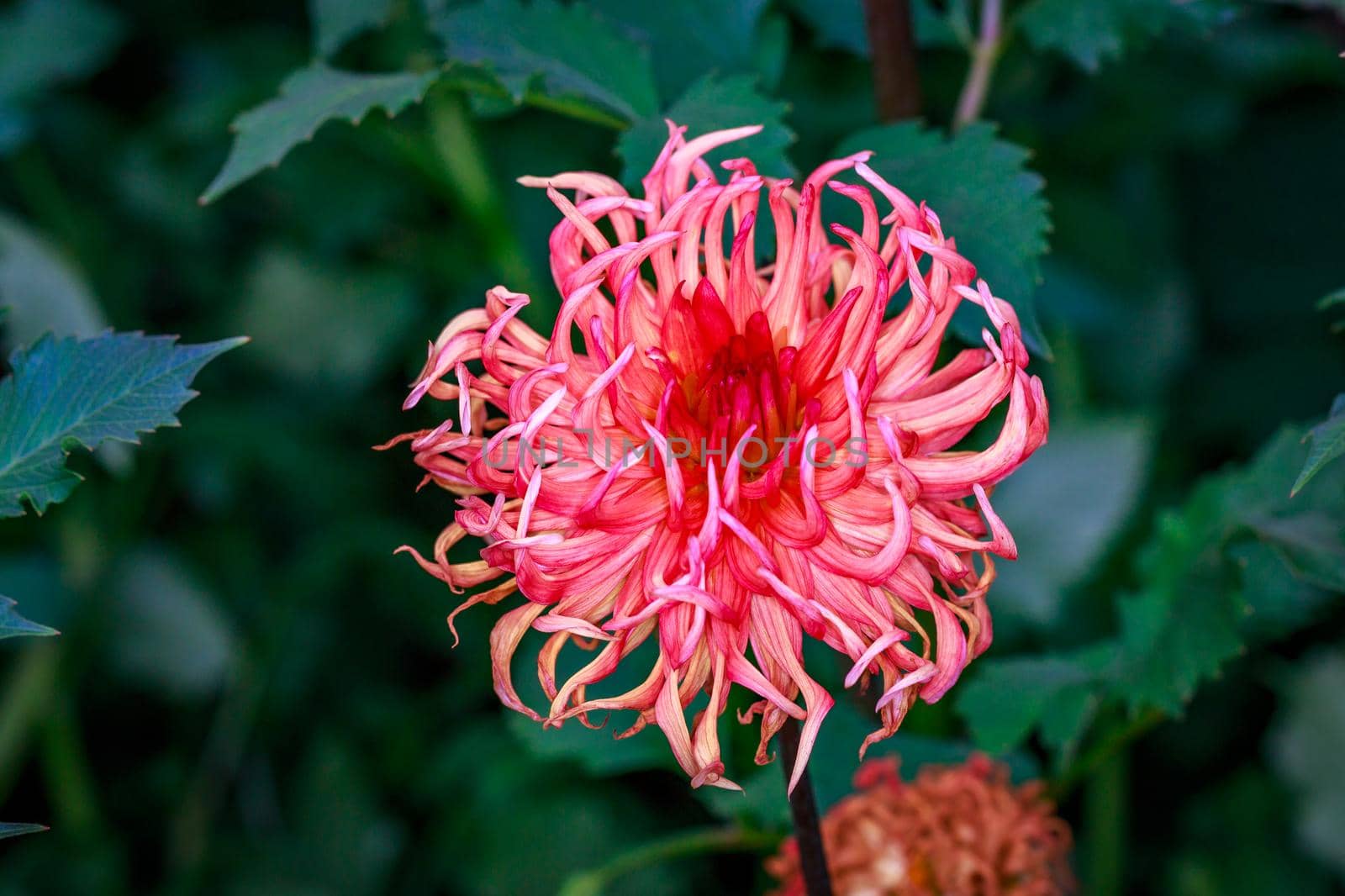 Closeup of dahlia flower in full bloom in the garden.