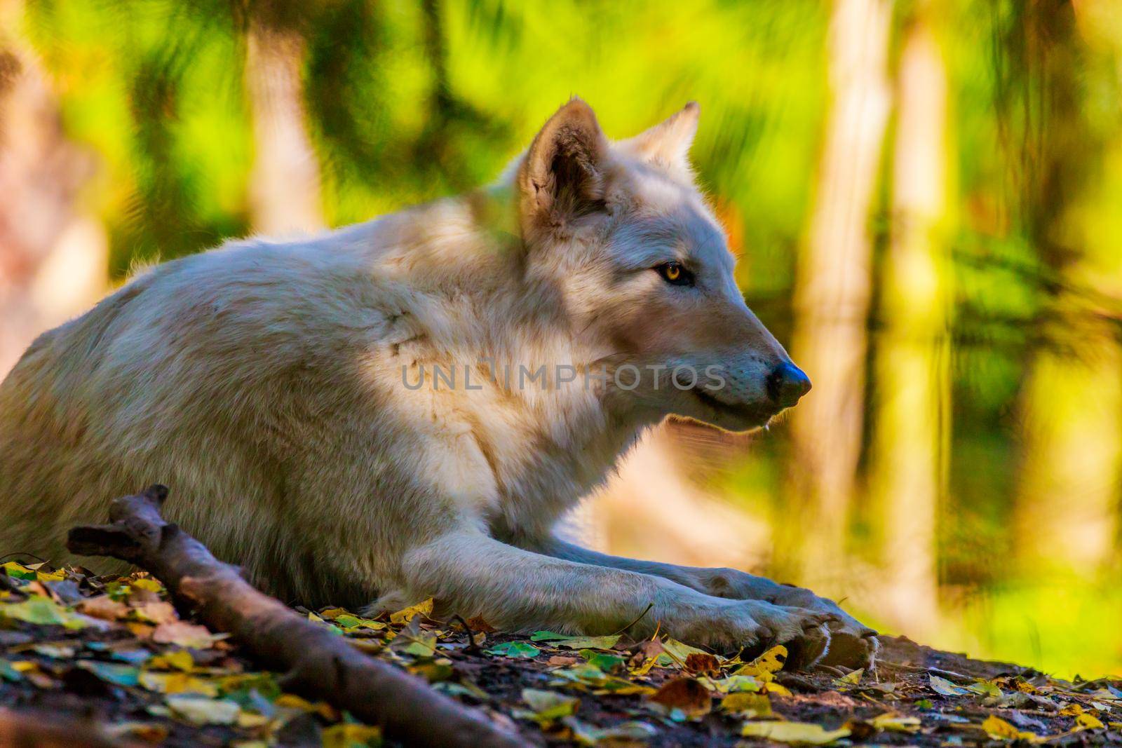 Gray wolf rests in the woods, of Woodland Park Zoo.