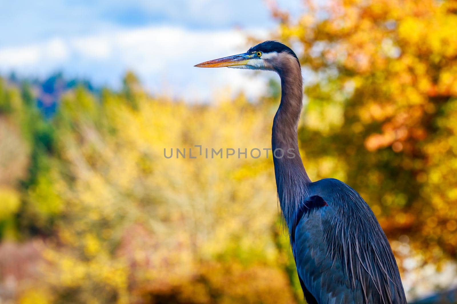 Close up of a great blue heron standing by the lake.