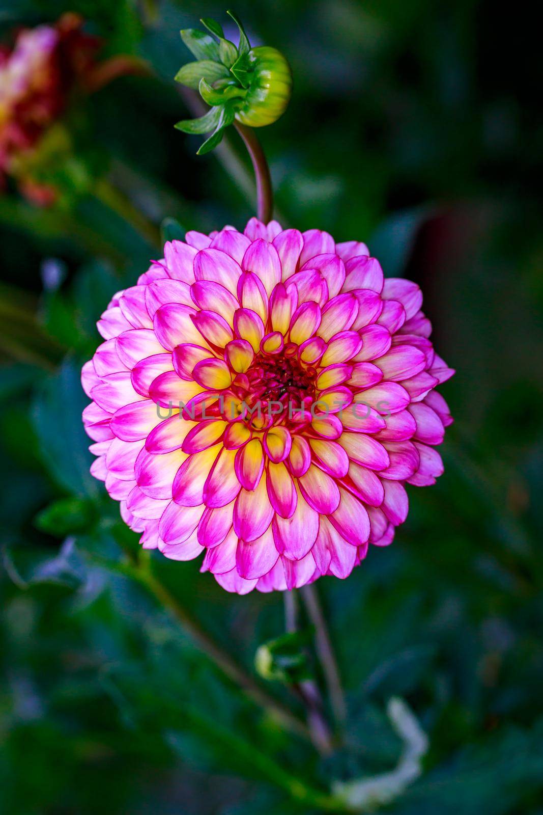 Closeup of dahlia flower in full bloom in the garden.