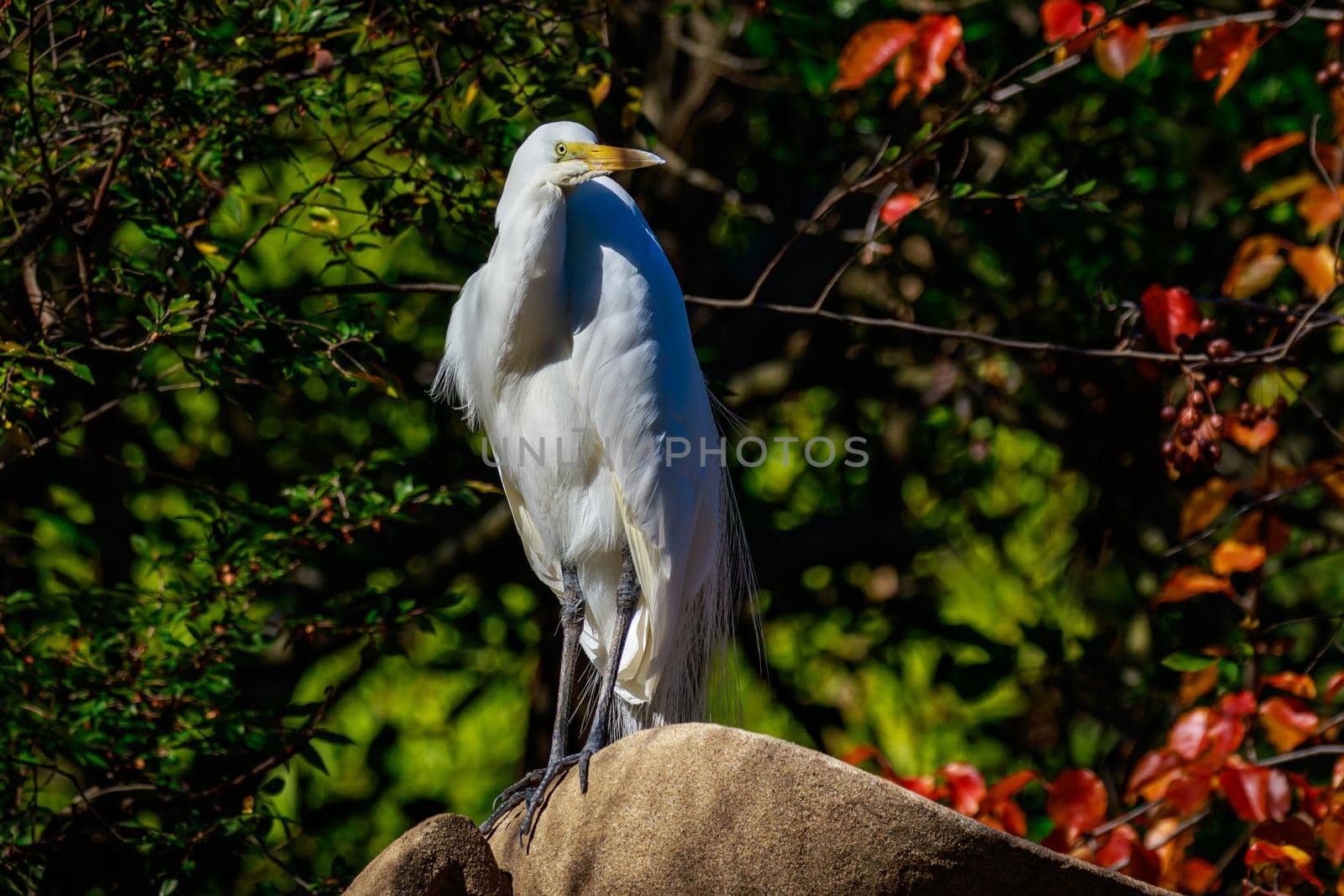 Great Egret perch on Rock by gepeng