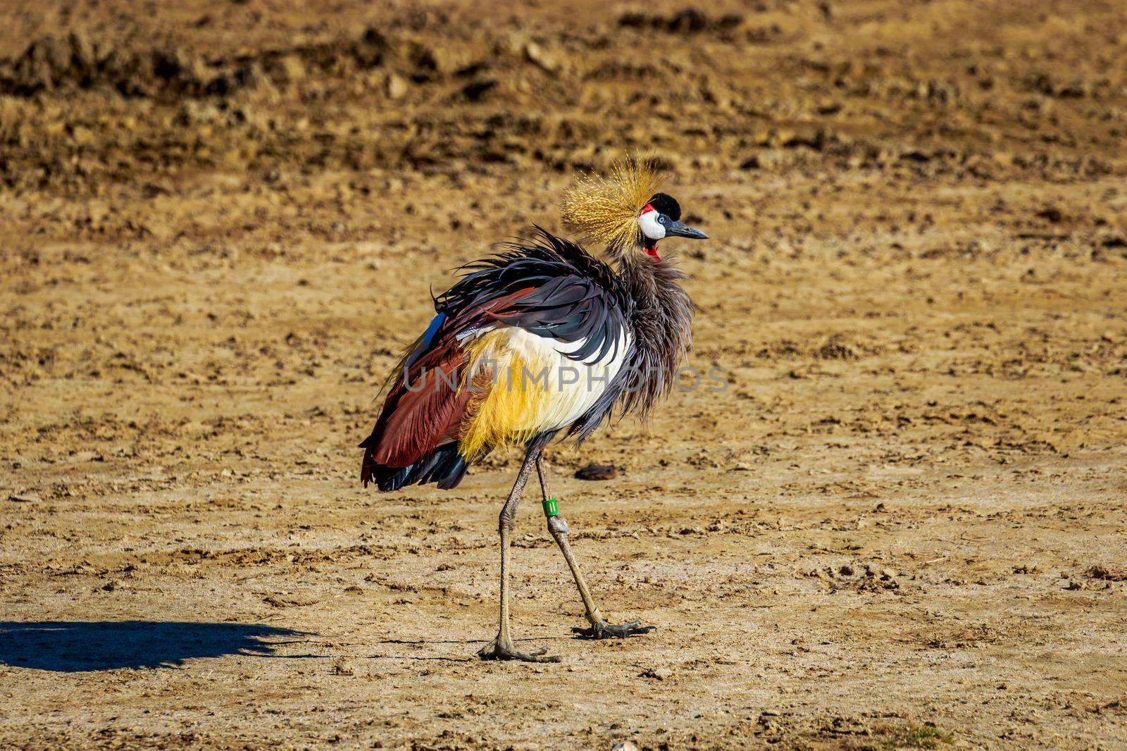 An African crowned crane walking on the dry land.