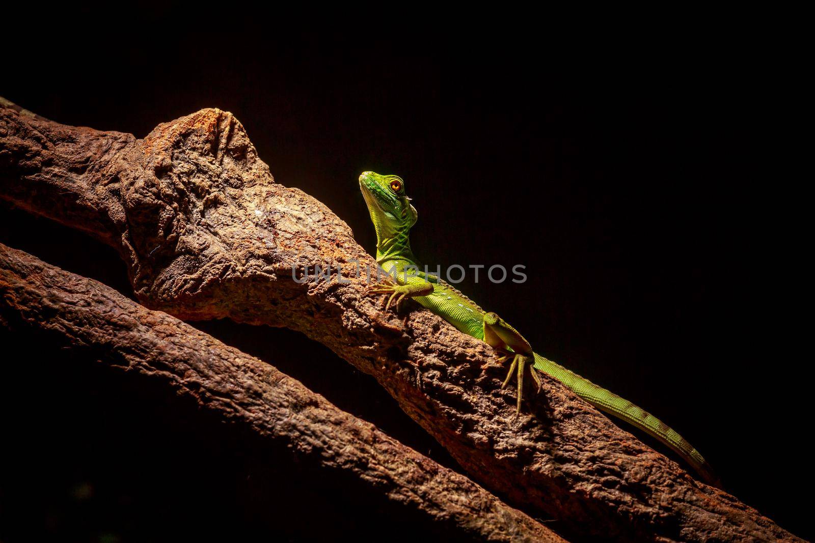 Green lizard by gepeng