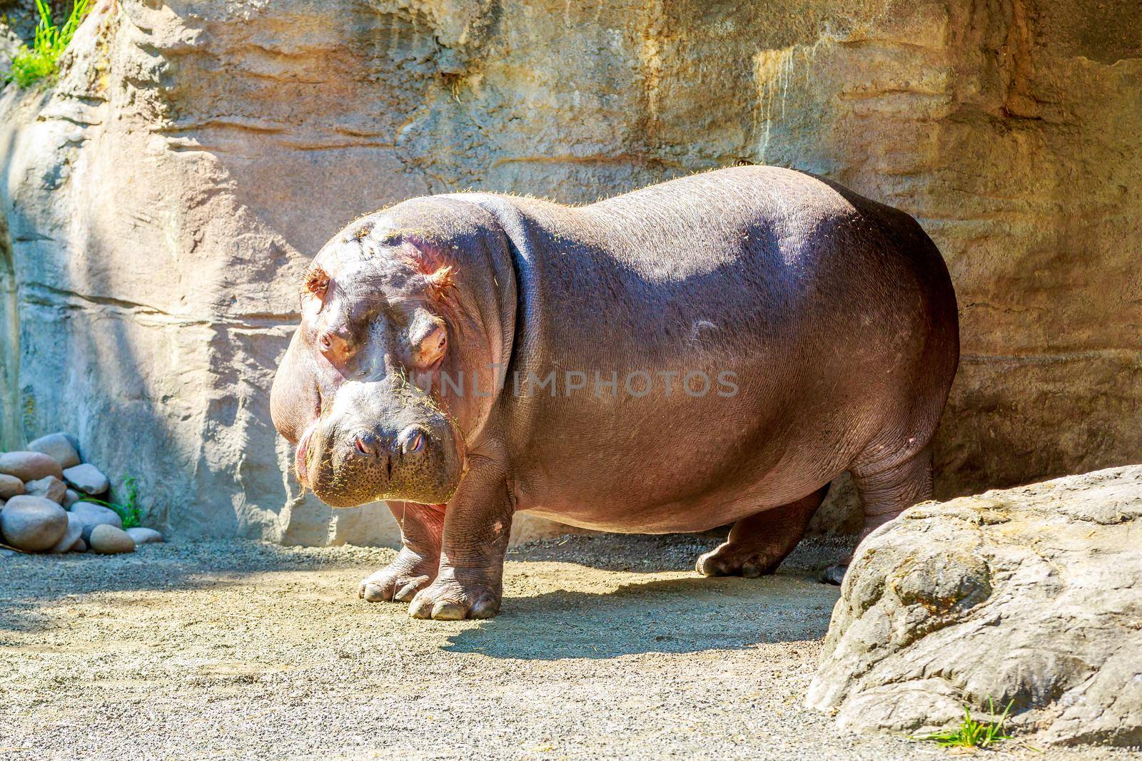 Hippo standing by gepeng
