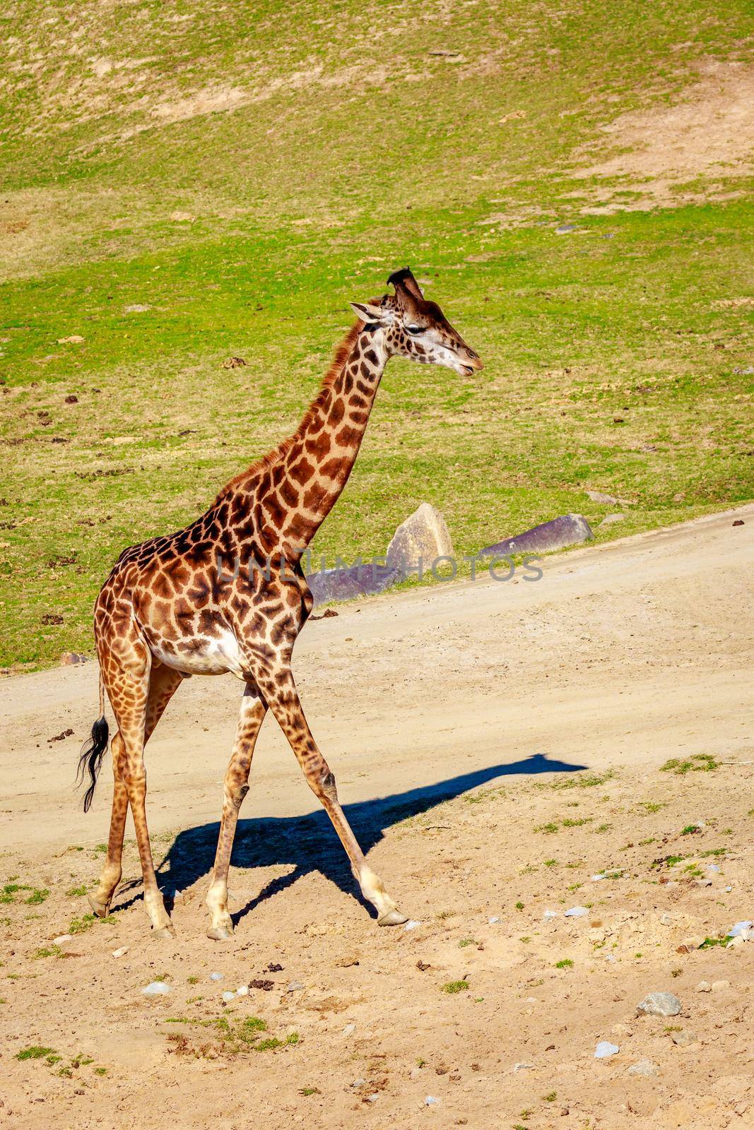 A Giraffe walking through the grasslands, under the harsh sunshine.