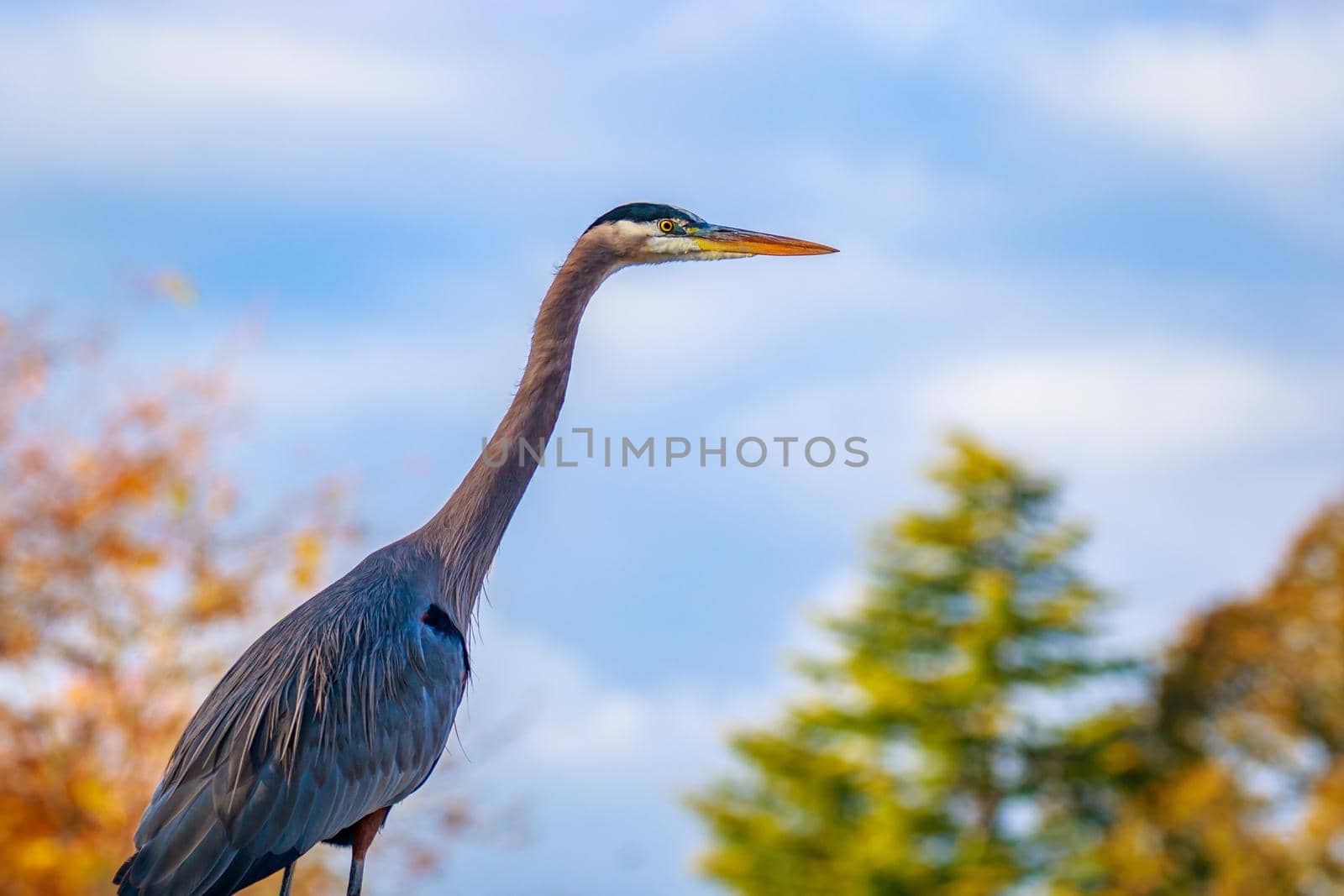 Close up of a great blue heron standing by the lake.