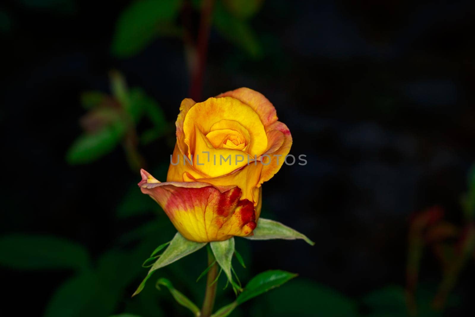 Golden Rose ready to bloom in Washington Park International Rose Test Garden, Portland, Oregon.