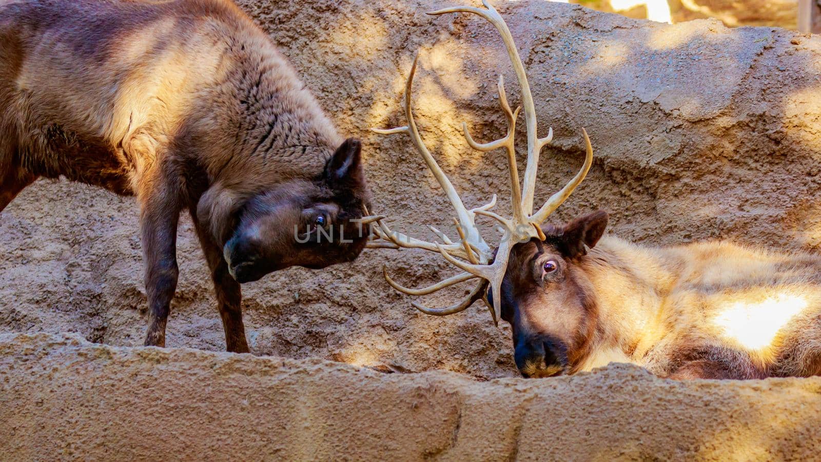 Two reindeers interact with each other while looking at camera.