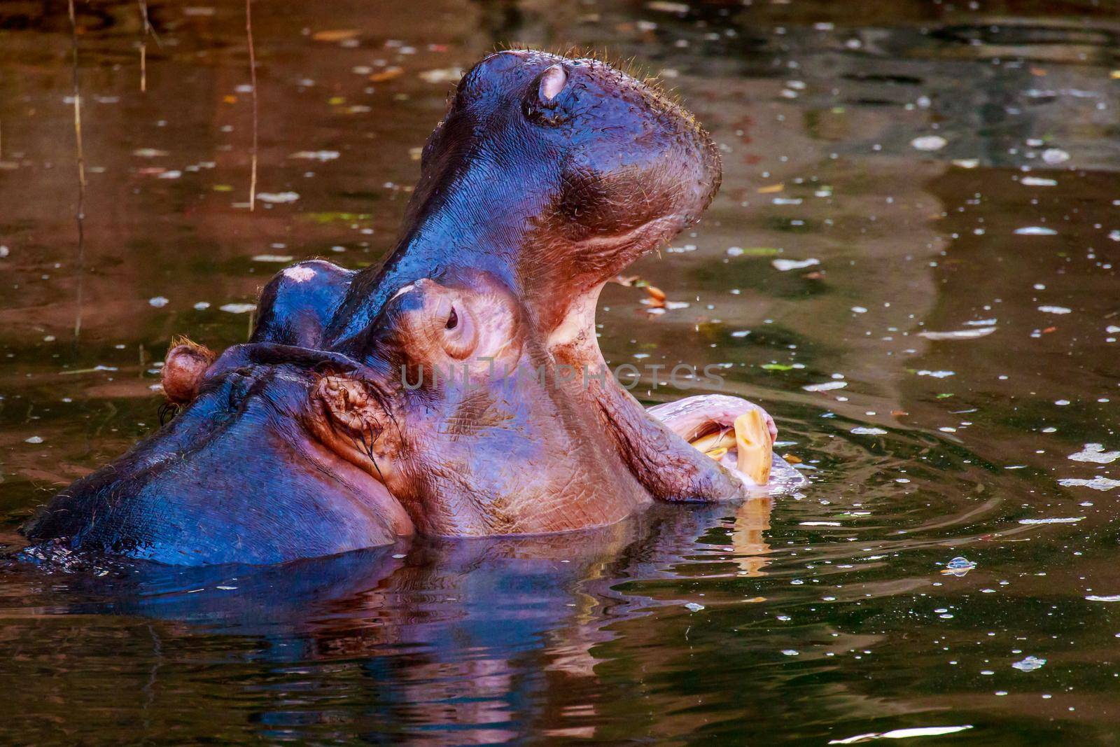 Hippo yawning by gepeng