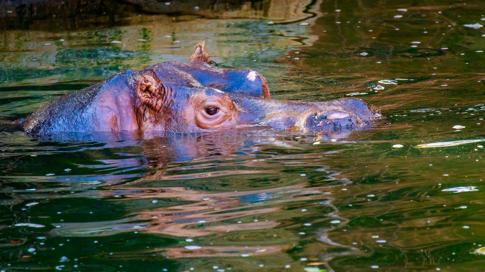 Hippopotamus submerged in water, only eyes and noses above water