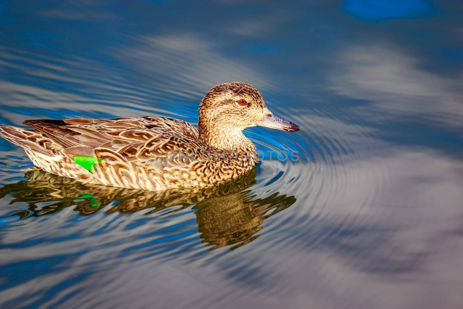 A female mallard duck swims in the lake.
