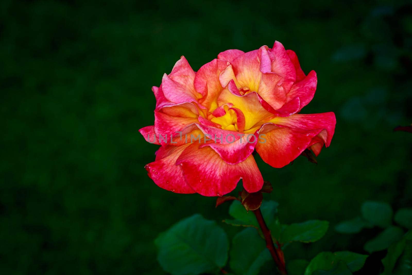 Beautiful rose blooms in Washington Park, International Rose Test Garden, Portland, Oregon.