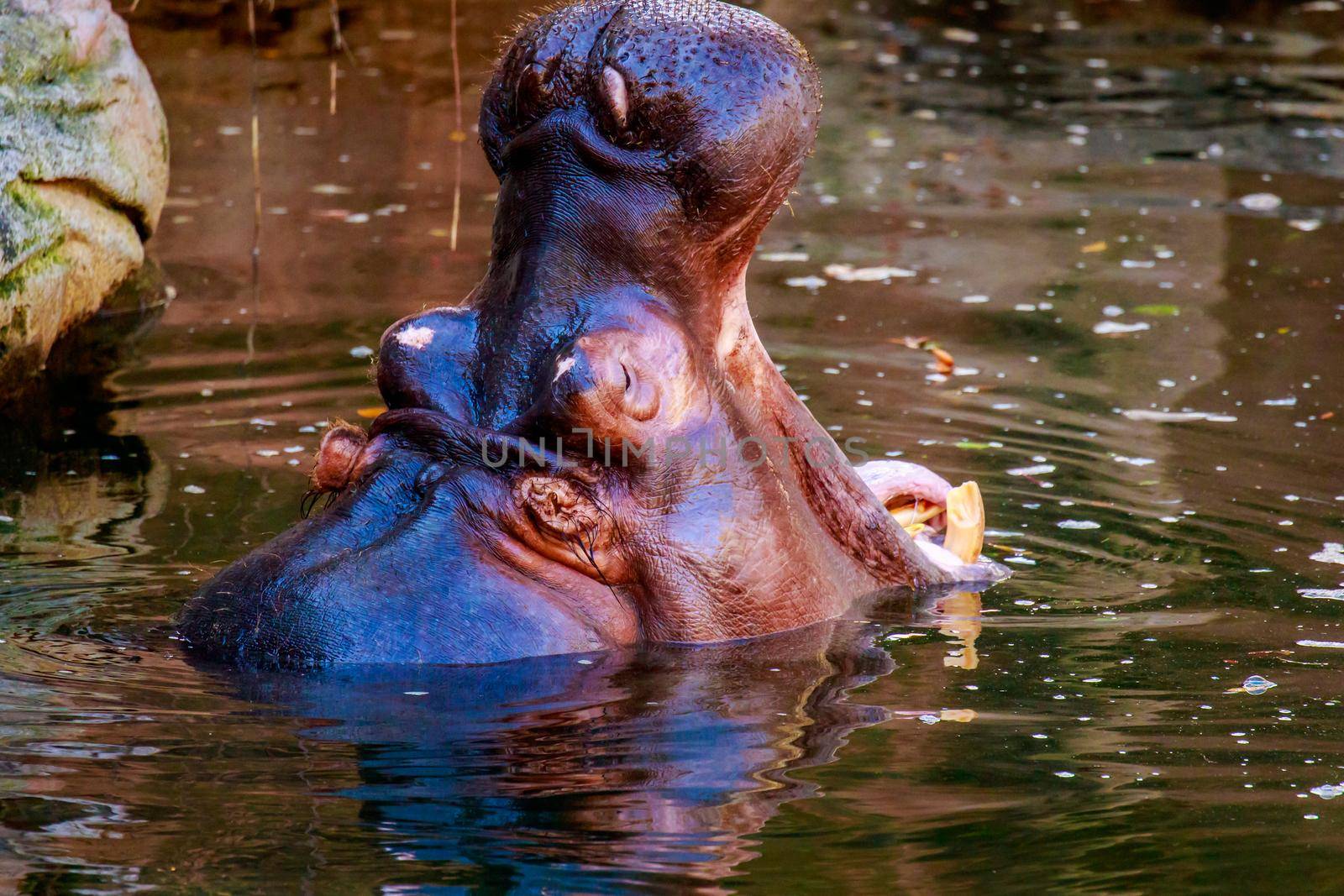 Hippopotamus yawning in water, with mouth wide open and tooth showing.