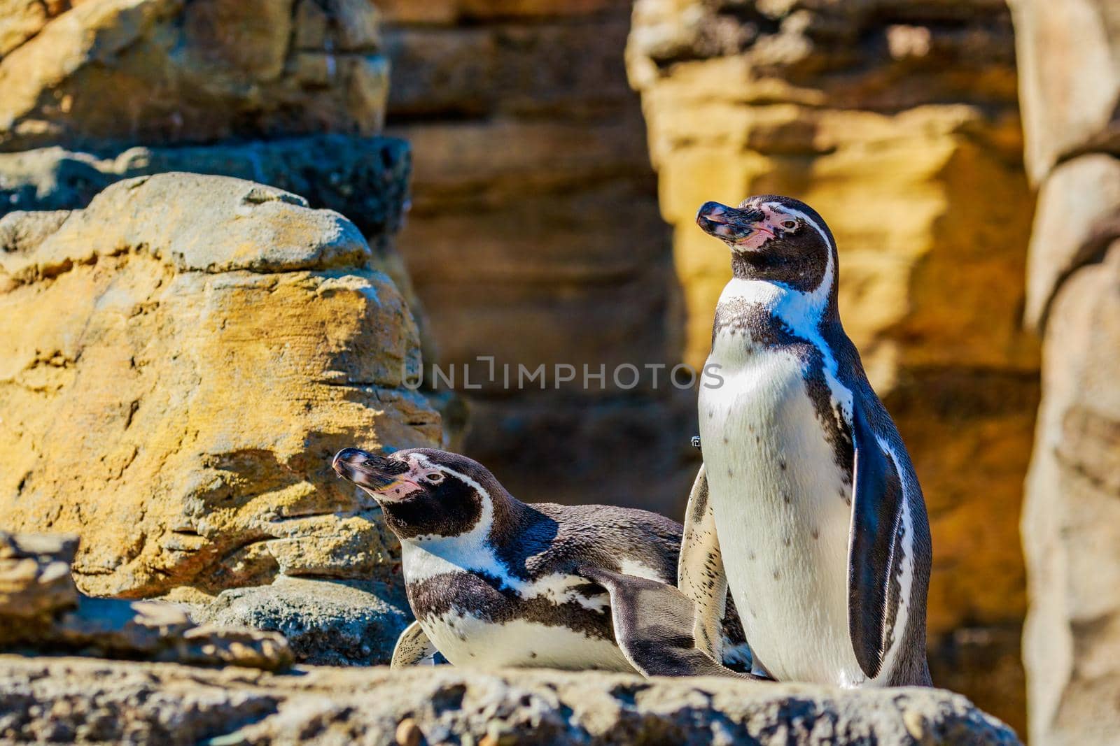 Two Humboldt Penguins accompany each other on the rock.