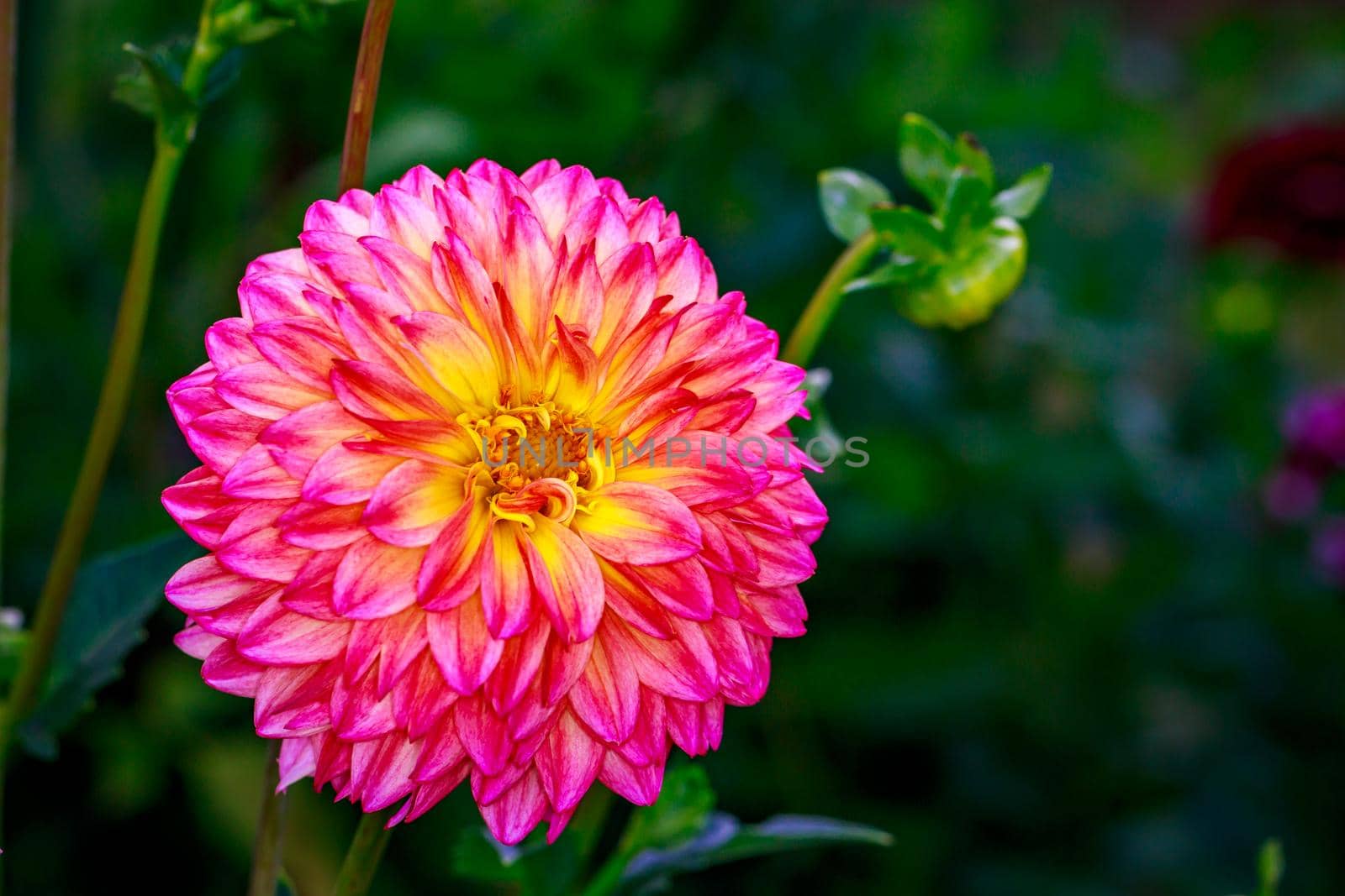 Closeup of dahlia flower in full bloom in the garden.