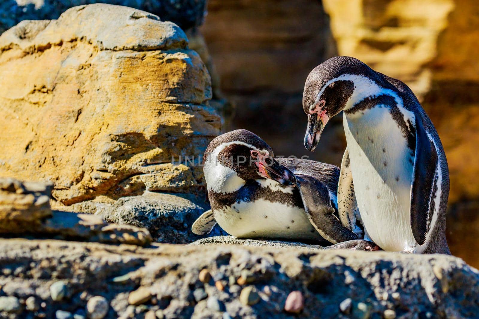 Two Humboldt Penguins accompany each other on the rock.
