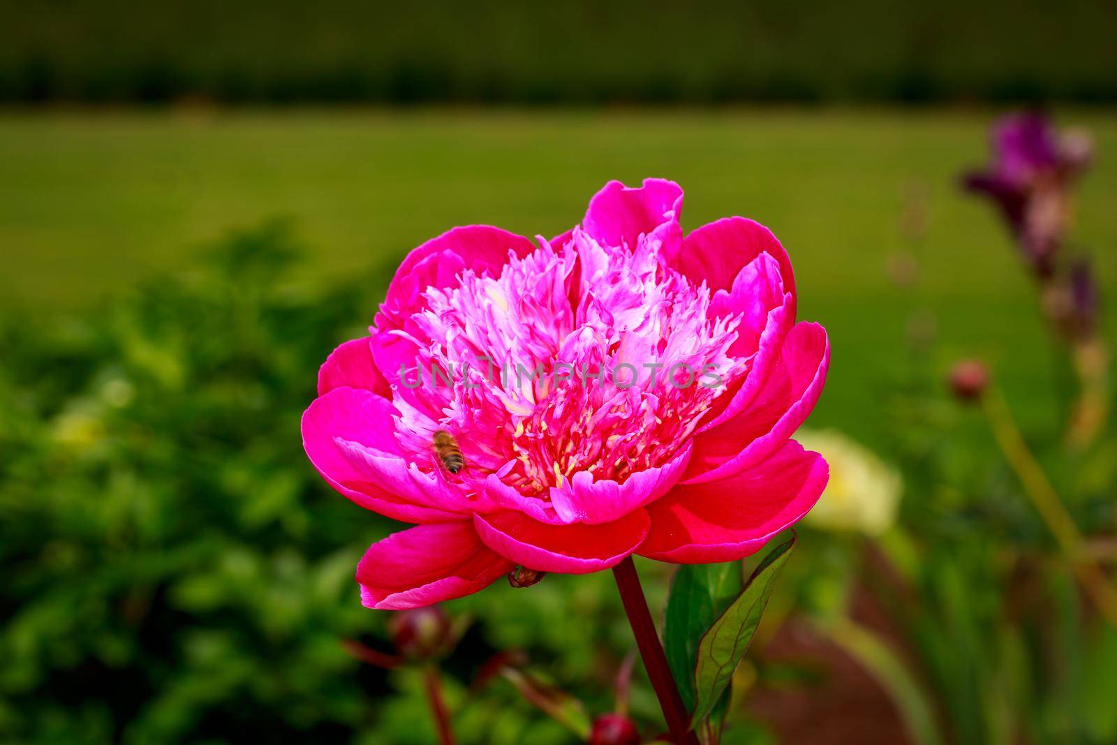 Beautiful Peony in Full Blossom by gepeng