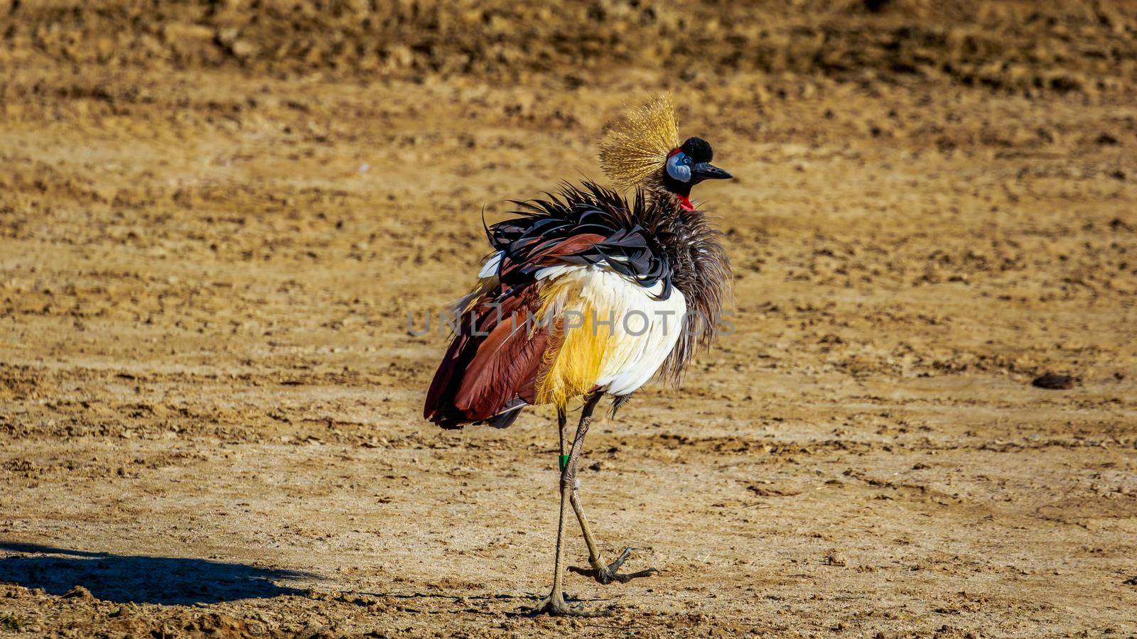 An African crowned crane walking on the dry land.