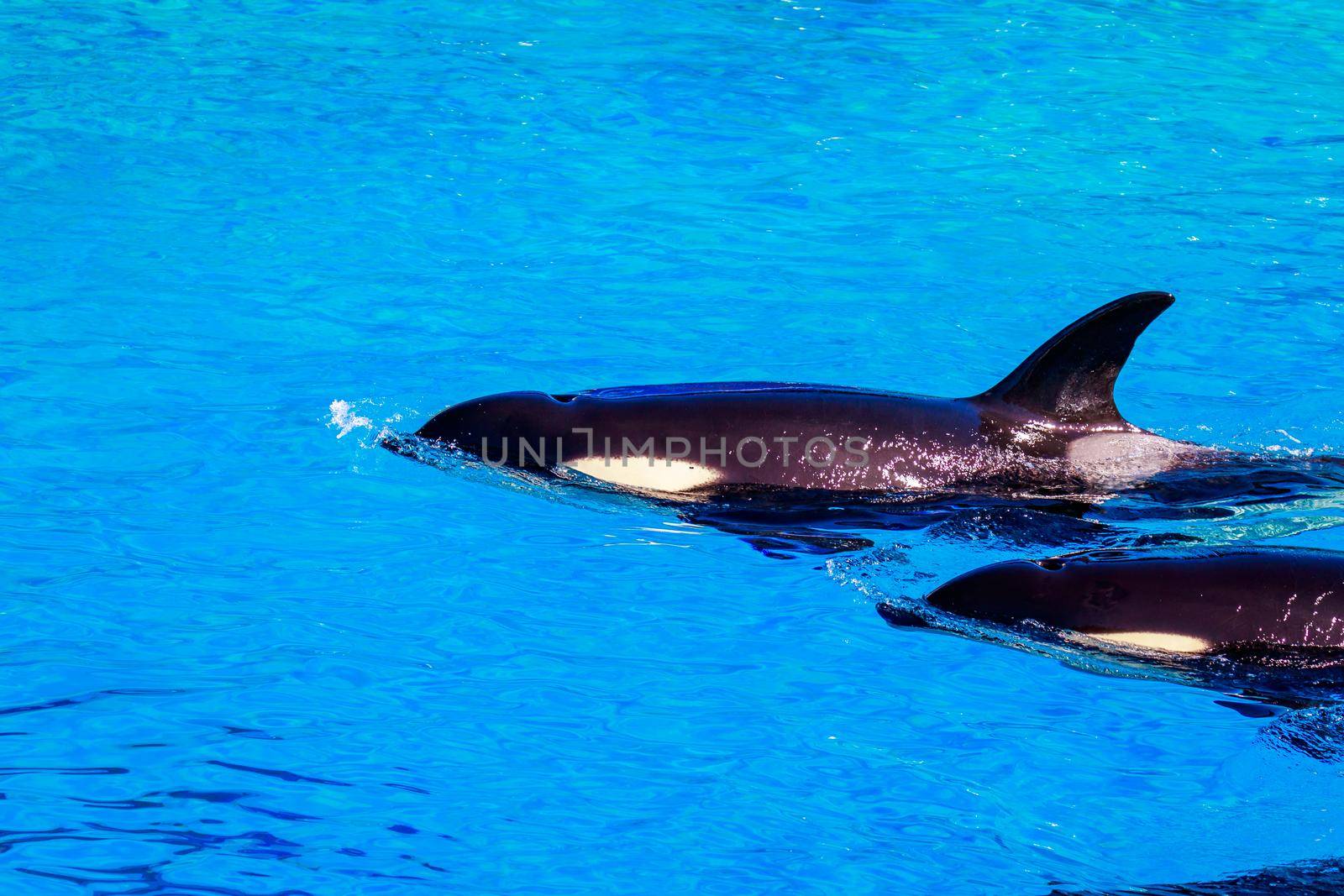 Killer whales float in water showing blowhole.