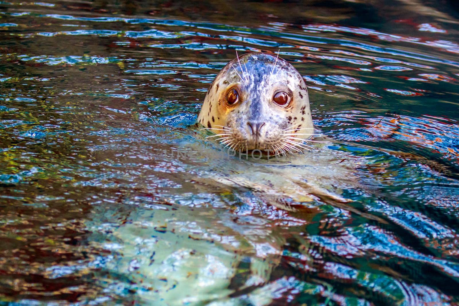 Harbor seal with spotted coat and large, round, soulful-looking eyes.