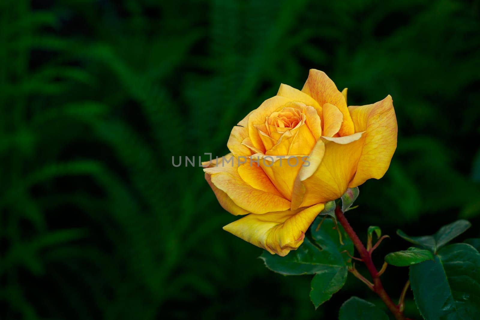 Beautiful rose blooms in Washington Park, International Rose Test Garden, Portland, Oregon.