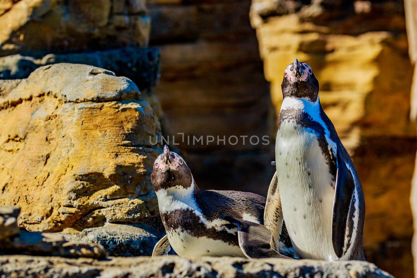 Two Humboldt Penguins accompany each other on the rock.