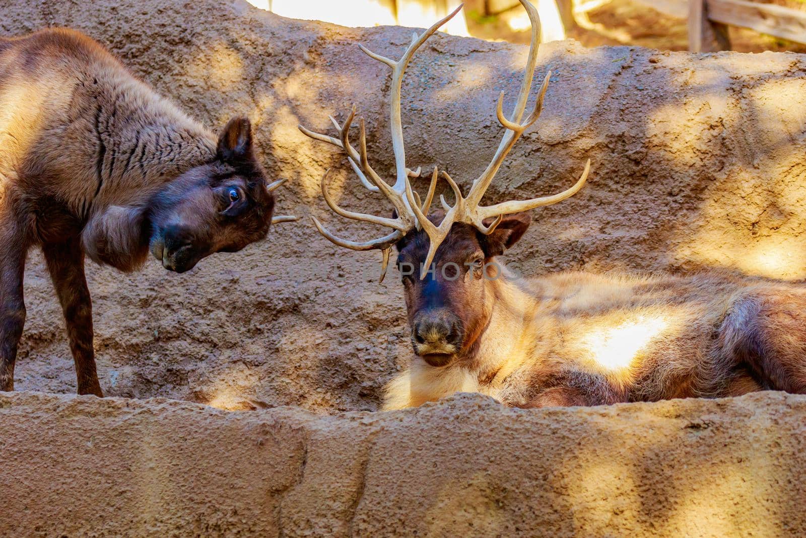 Two reindeers interact with each other while looking at camera.