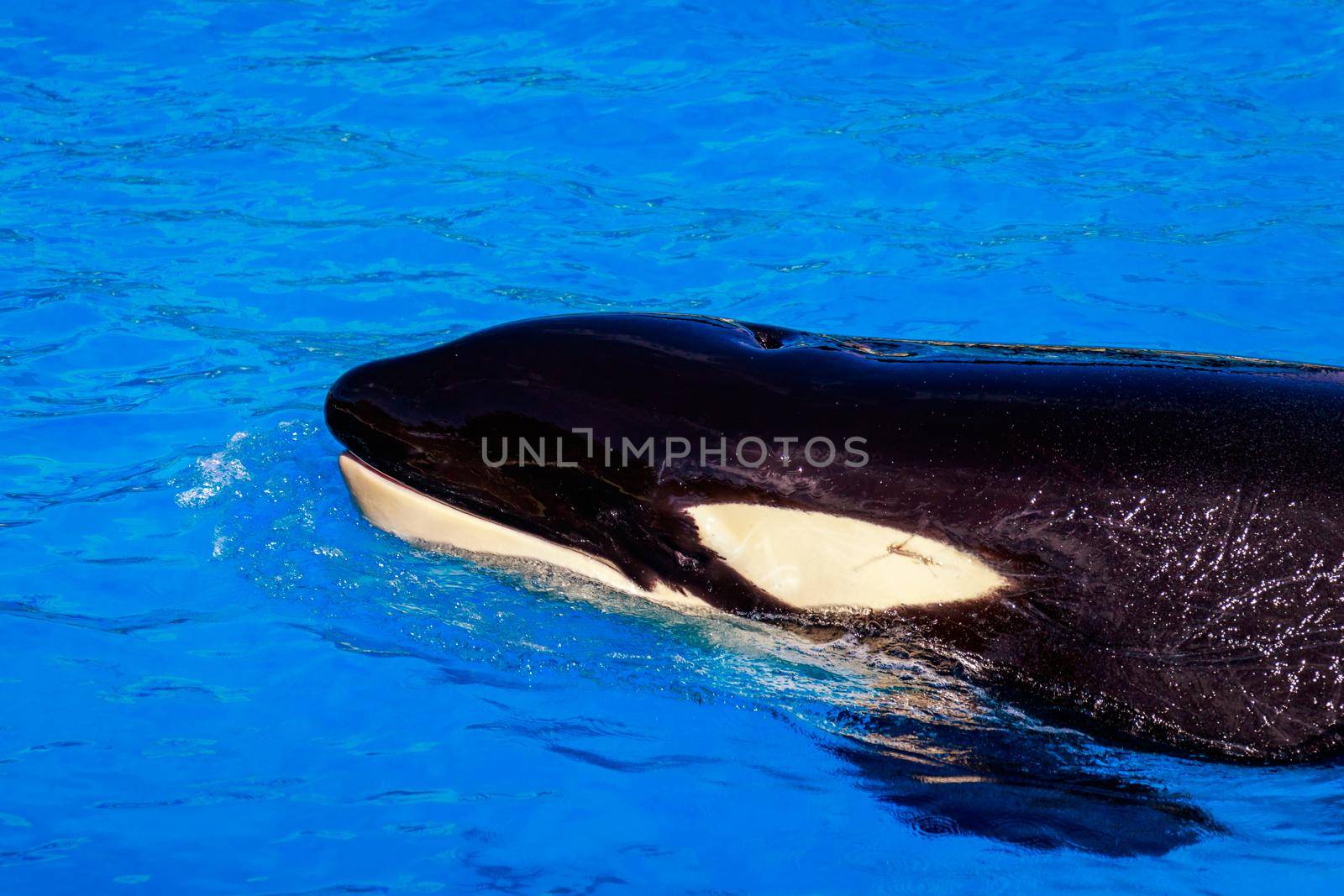 A Killer whale floats in water showing blowhole.