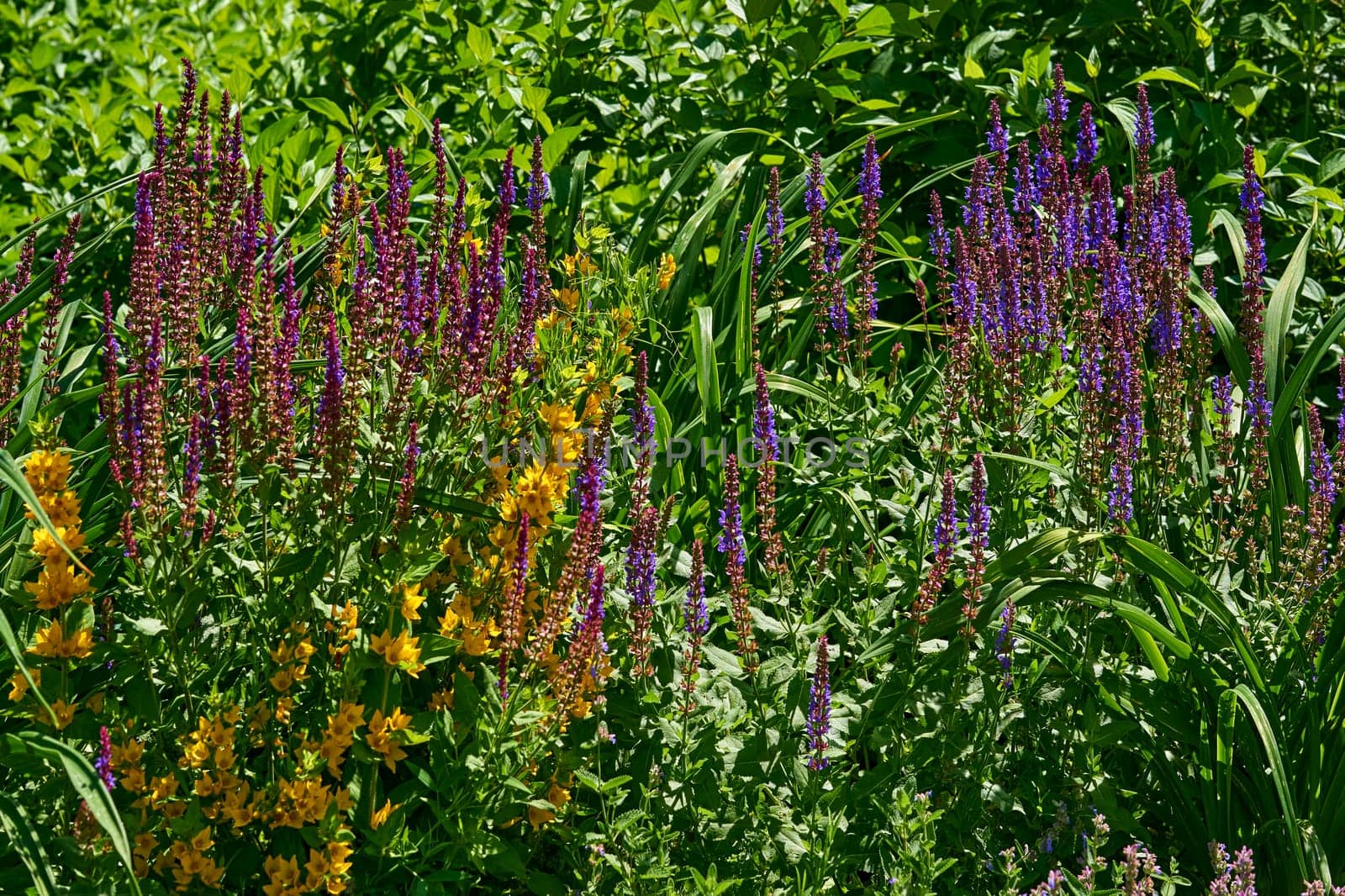 Blue purple red sage salvia flowers in green summer spring garden park by jovani68