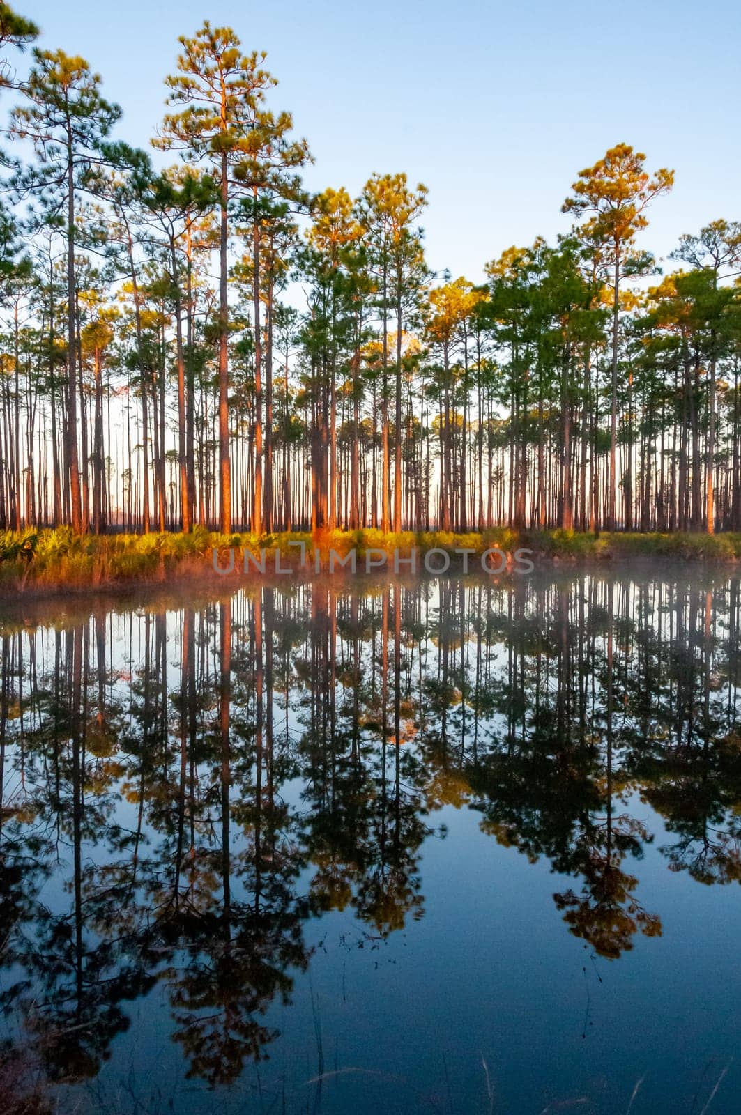 Reflection of trees in the lake water in the evening at sunset, Louisiana, USA by Hydrobiolog
