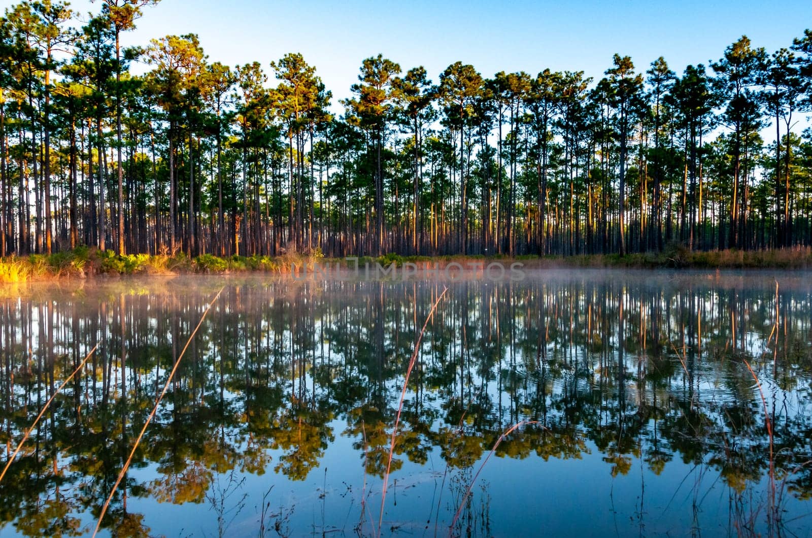Reflection of trees in the lake water in the evening at sunset, Louisiana, USA