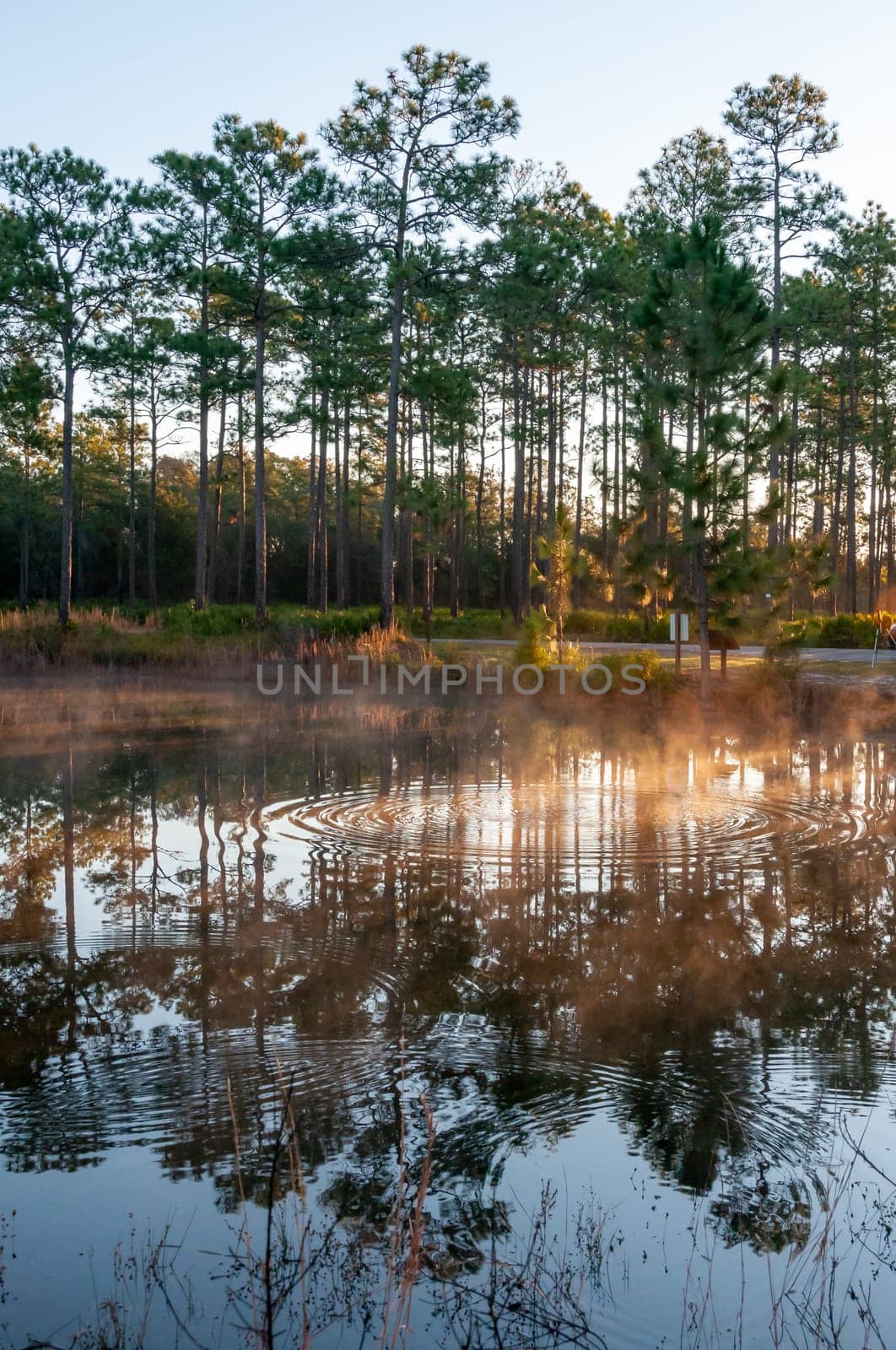Reflection of trees in the lake water in the evening at sunset, Louisiana, USA