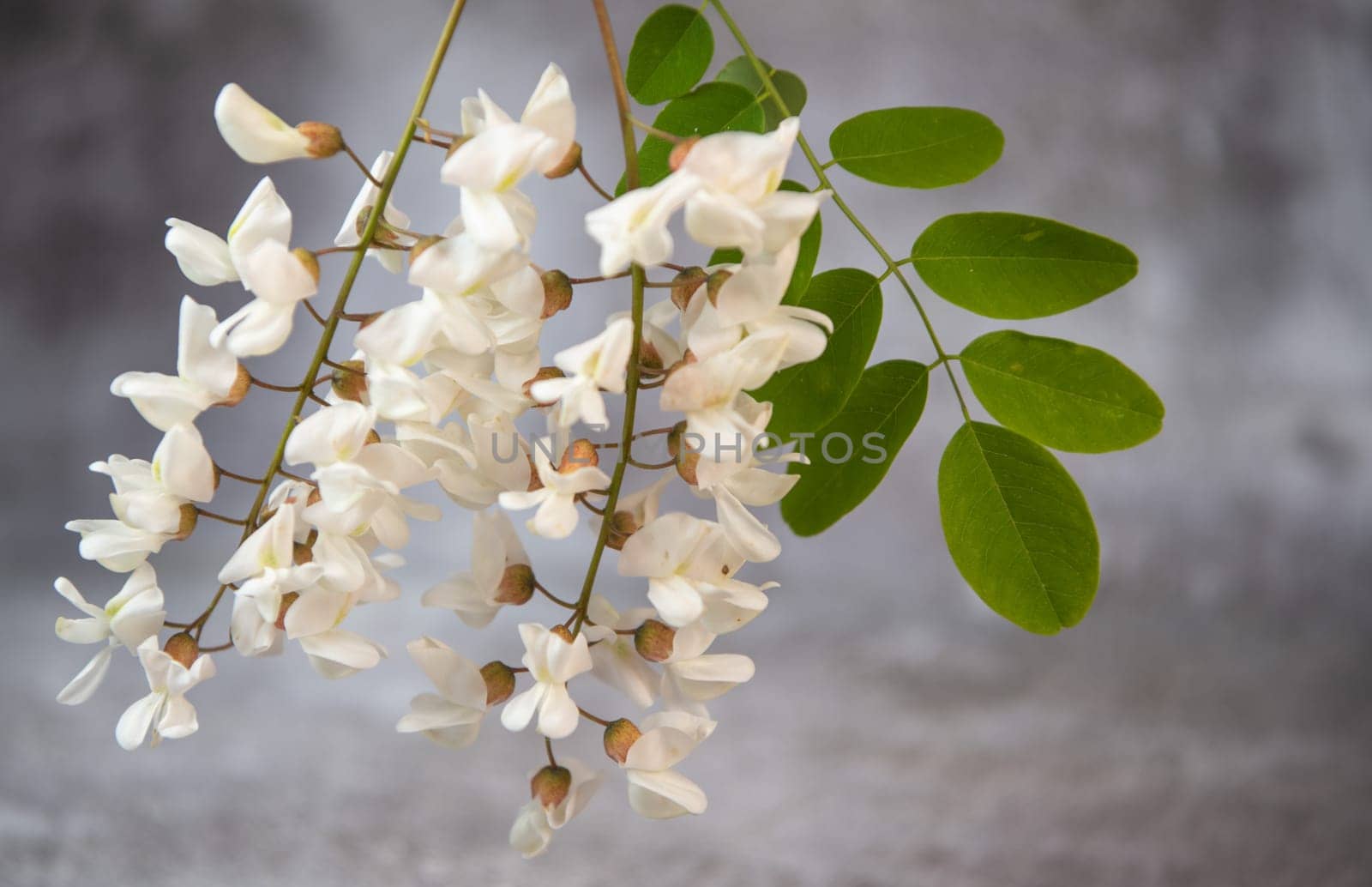 Blossoming acacia with leafs isolated on grey background, Acacia flowers, Robinia pseudoacacia, White acacia, High quality photo