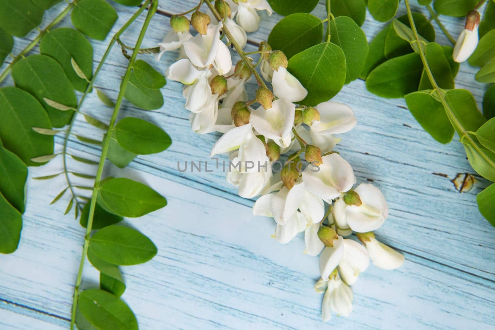 Blossoming acacia with leafs isolated on blue background, Acacia flowers, Robinia pseudoacacia, White acacia, High quality photo